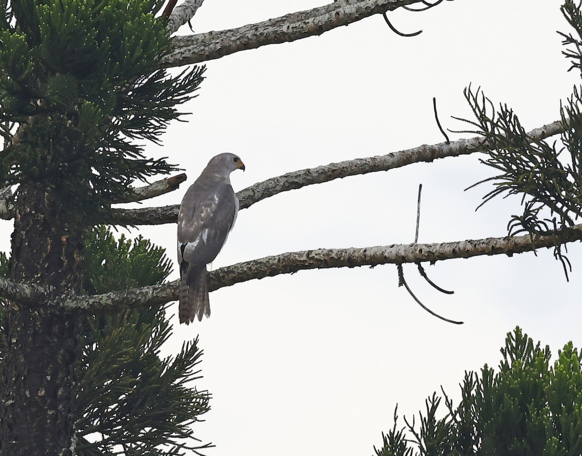 Gray Goshawk - ML645361348