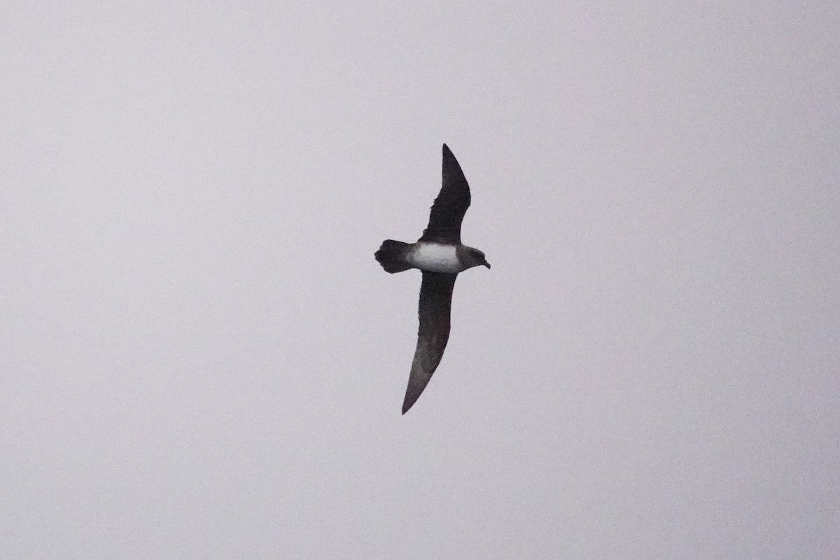 Atlantic Petrel - ML645361349