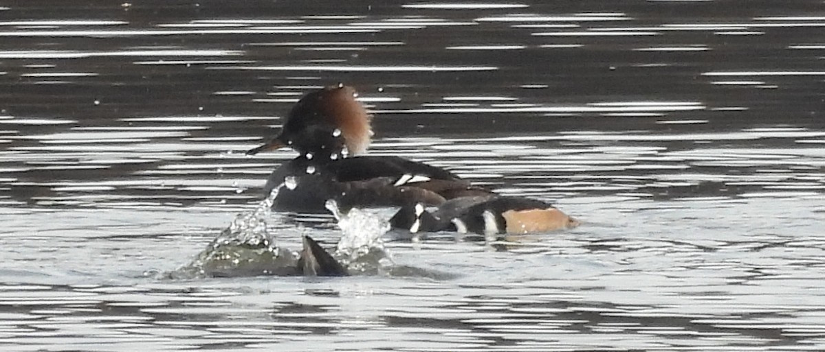 Hooded Merganser - ML645361353