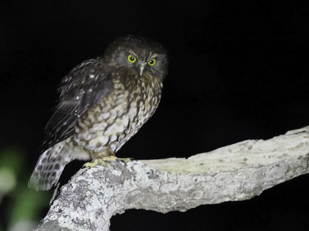 Морепорк - ML645361357