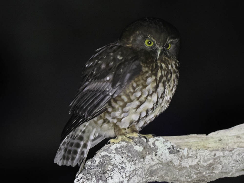 Морепорк - ML645361358