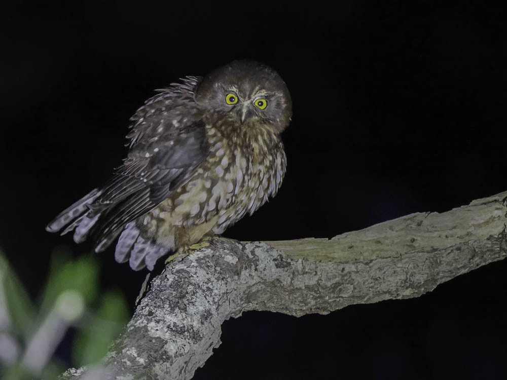 Морепорк - ML645361359