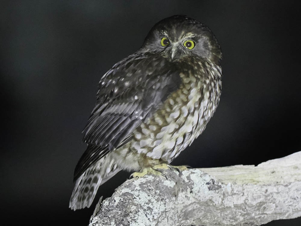 Морепорк - ML645361360