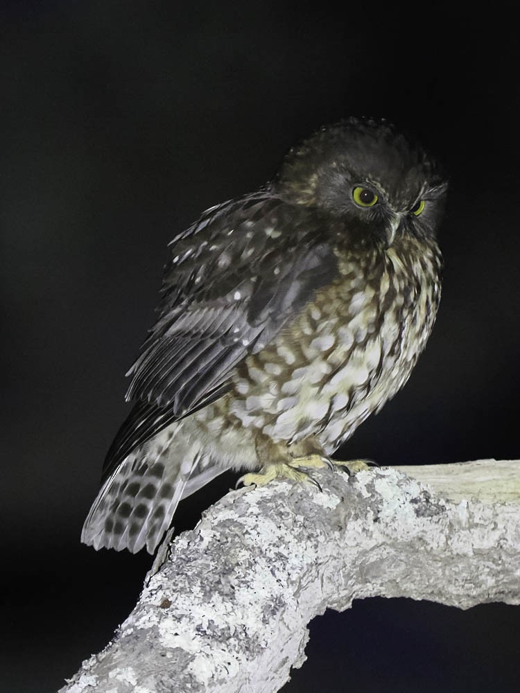 Морепорк - ML645361361