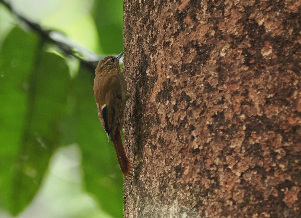 Olivaceous Woodcreeper - ML645361362