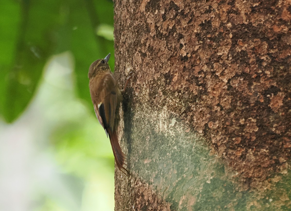 Olivaceous Woodcreeper - ML645361363