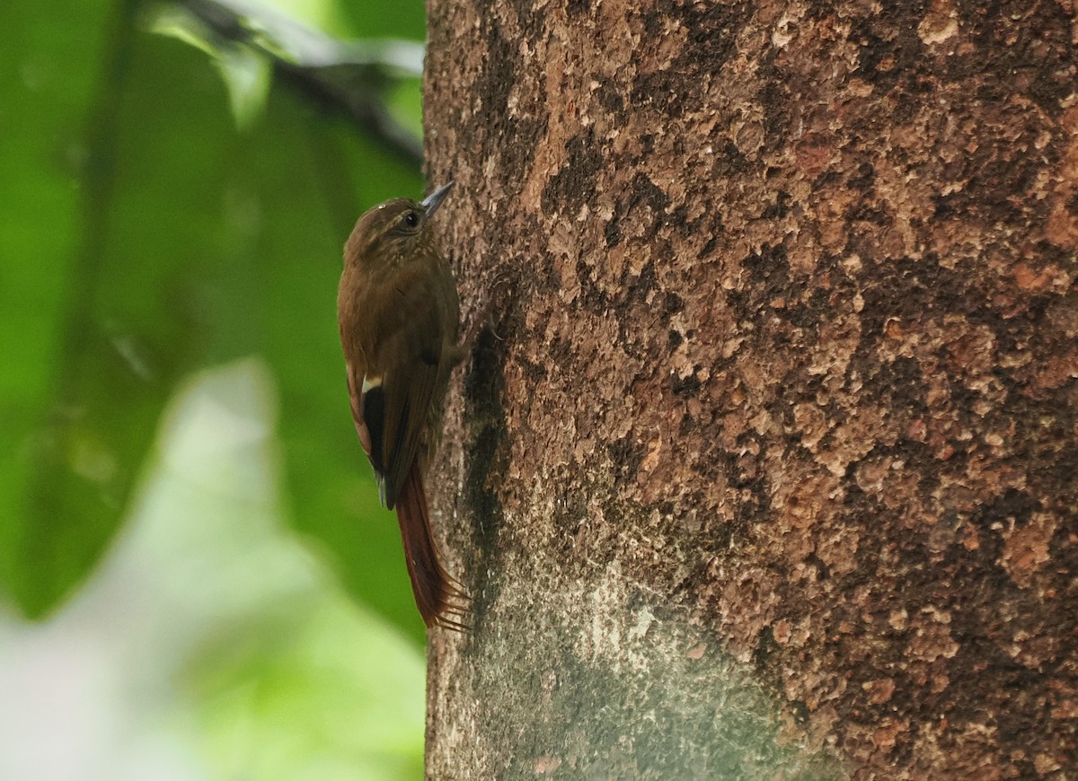 Olivaceous Woodcreeper - ML645361364
