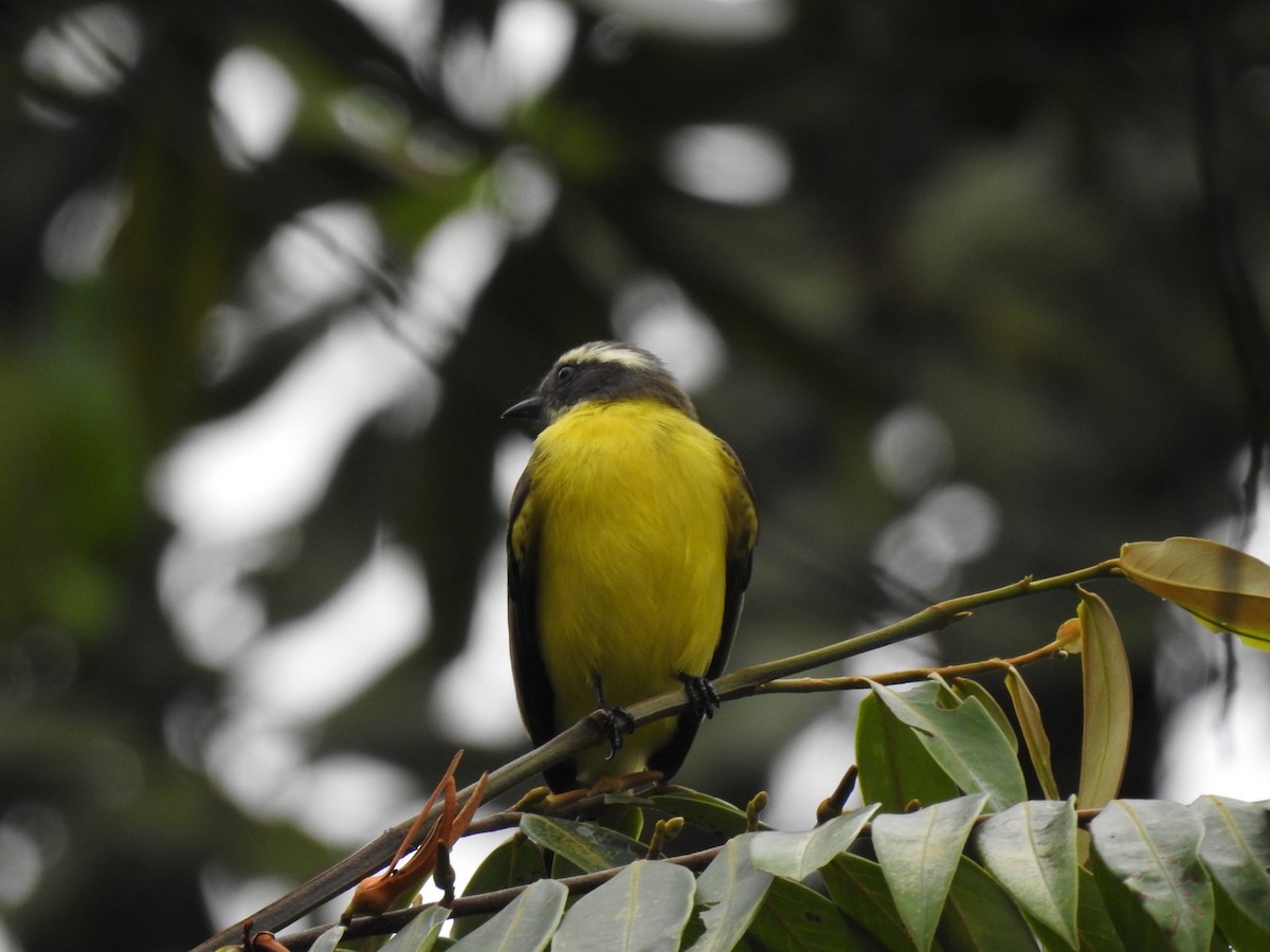 Boat-billed Flycatcher - ML645361365