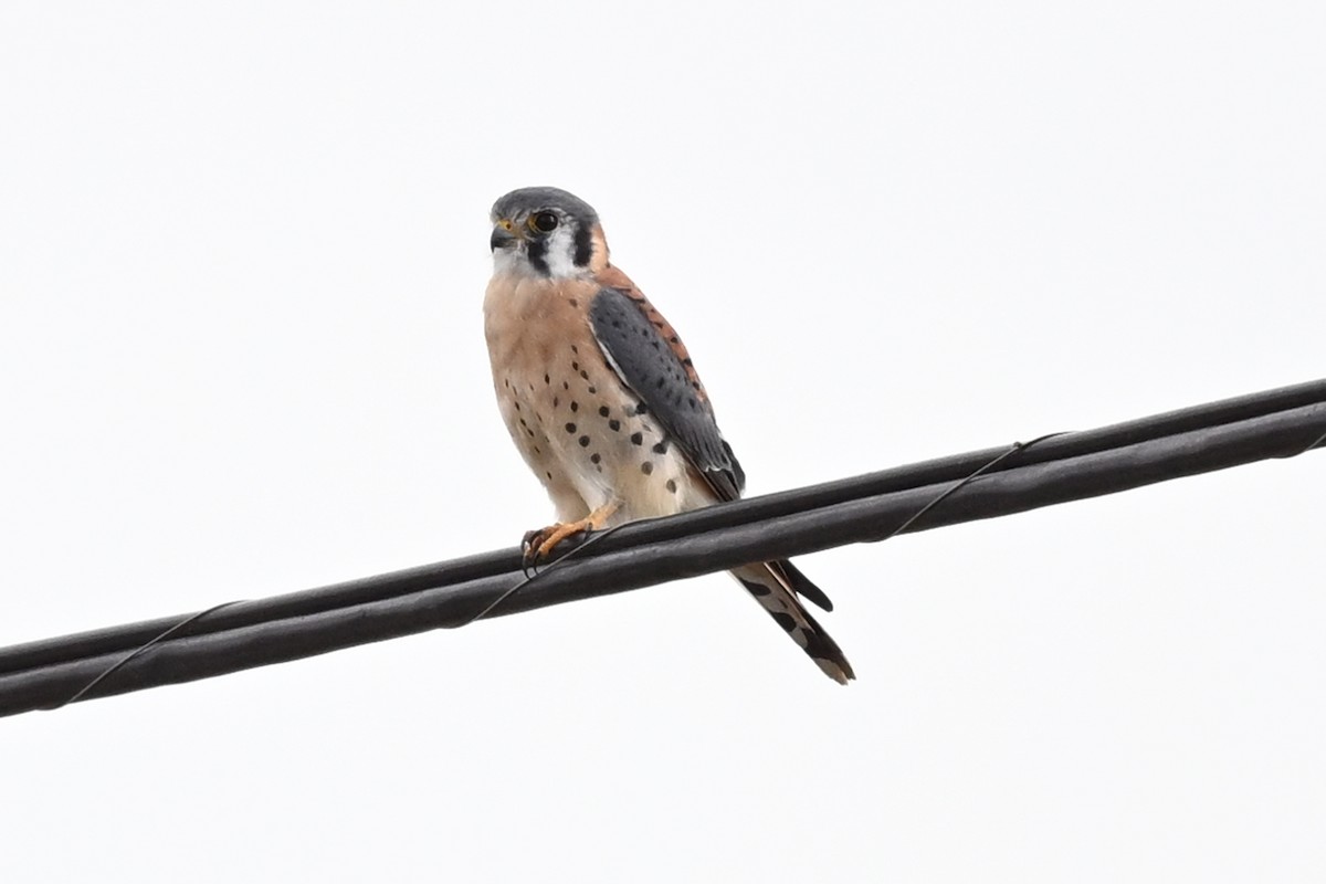 American Kestrel - ML645361374