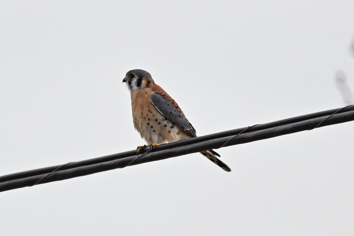 American Kestrel - ML645361375