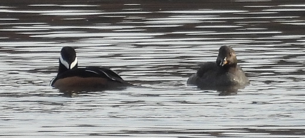 Hooded Merganser - ML645361378