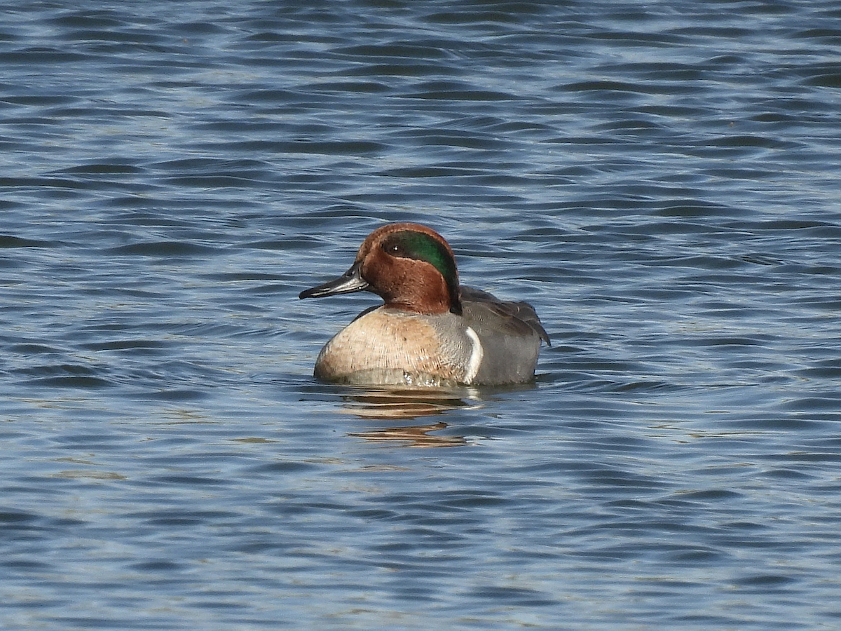 Green-winged Teal - ML645361386