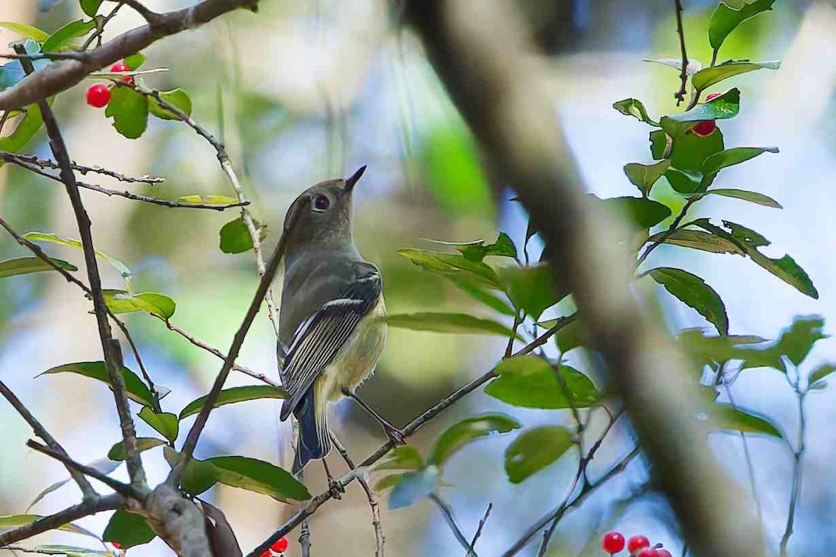 Золотомушка рубіновочуба - ML645361387