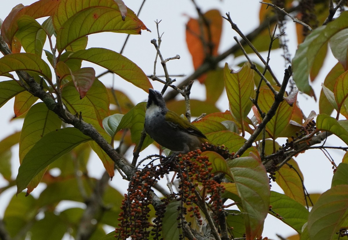 Black-headed Saltator - ML645361389