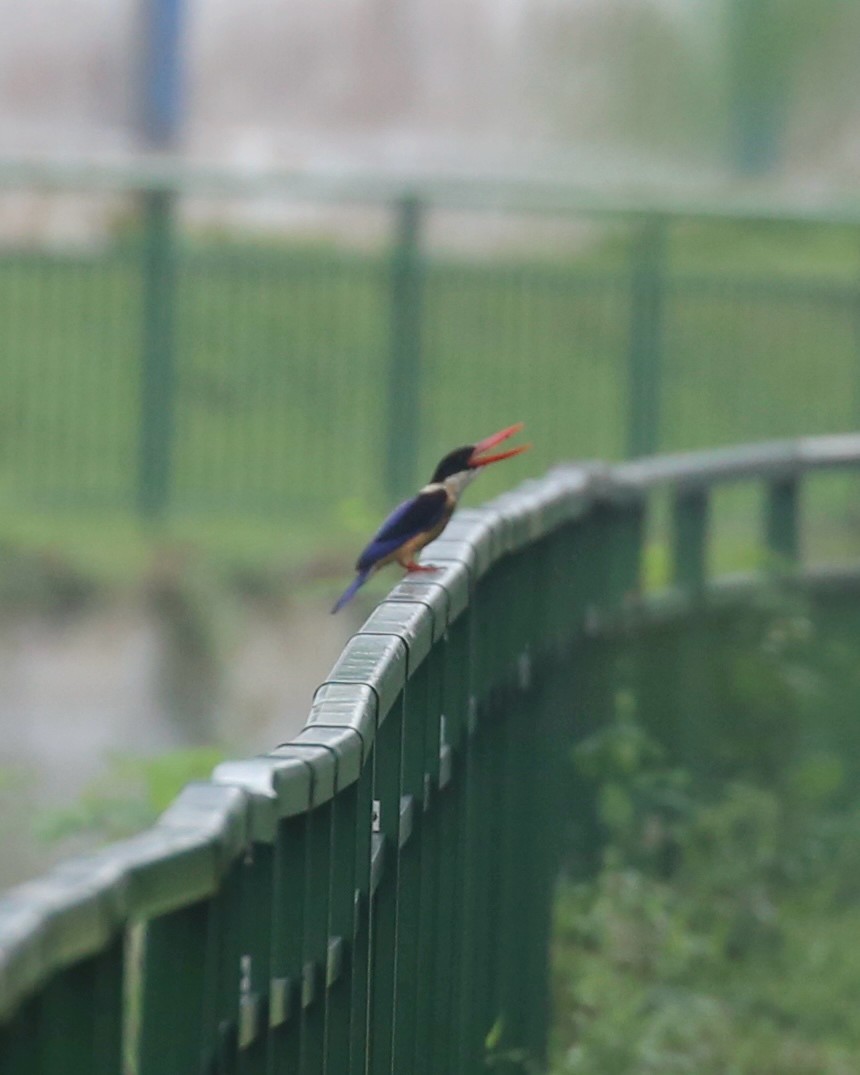 Black-capped Kingfisher - ML645361398