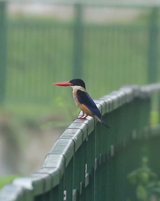 Black-capped Kingfisher - ML645361399
