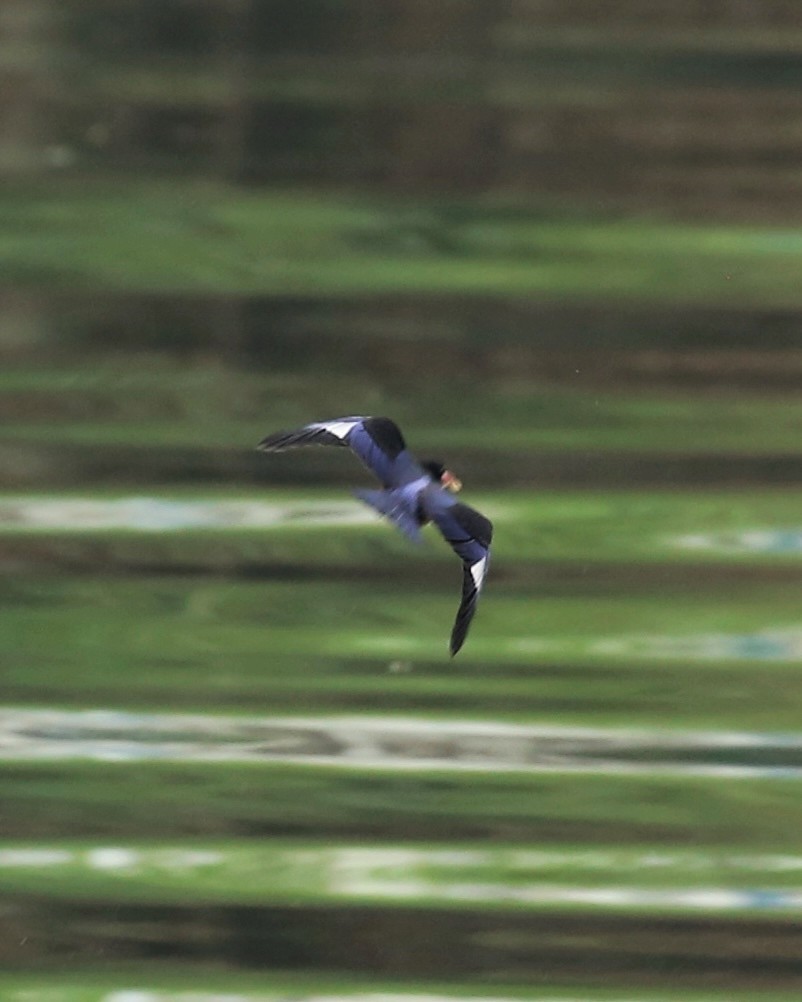 Black-capped Kingfisher - ML645361400