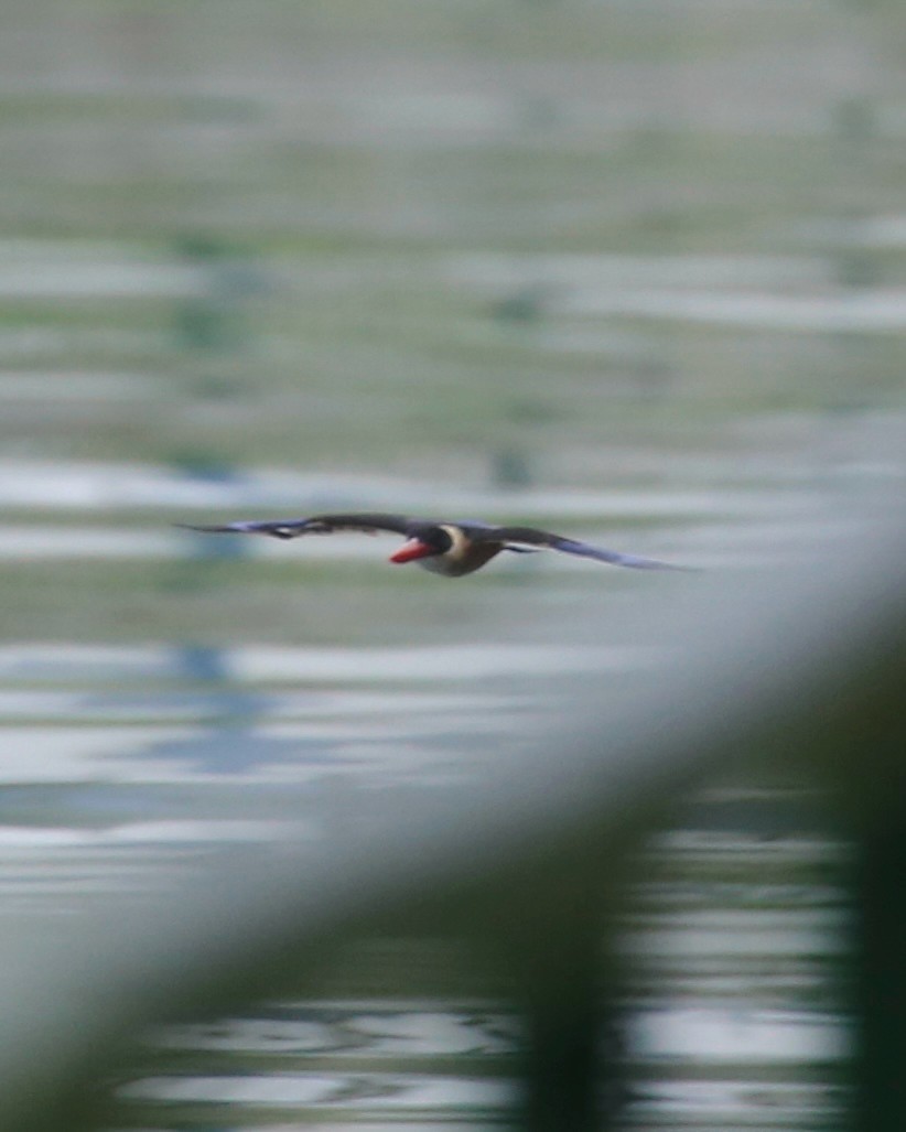 Black-capped Kingfisher - ML645361402