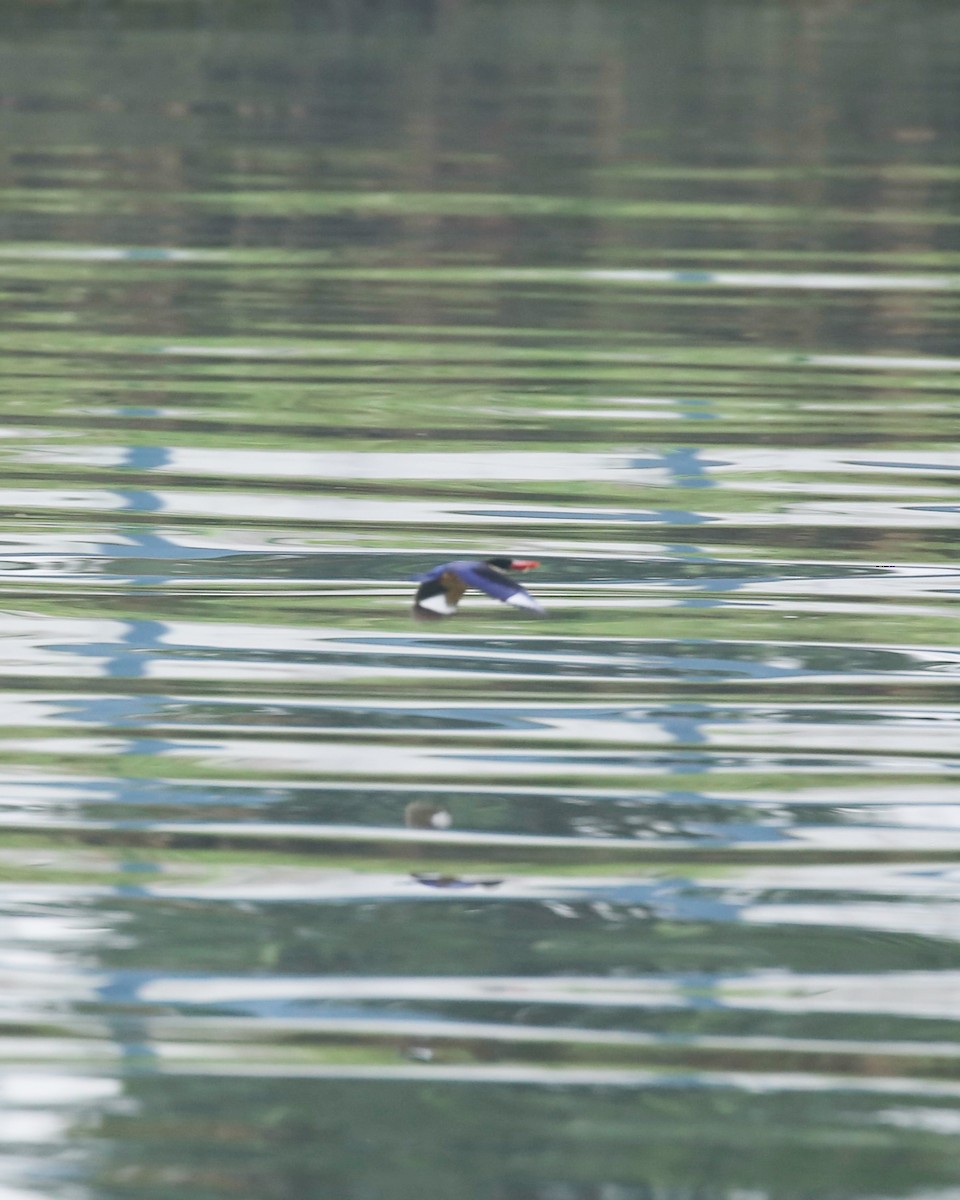 Black-capped Kingfisher - ML645361403