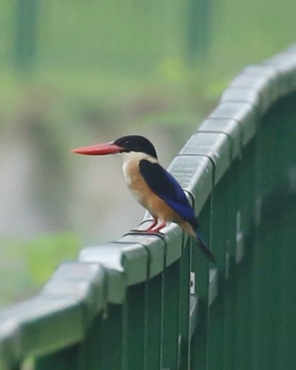 Black-capped Kingfisher - ML645361404