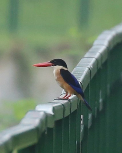 Black-capped Kingfisher - ML645361405