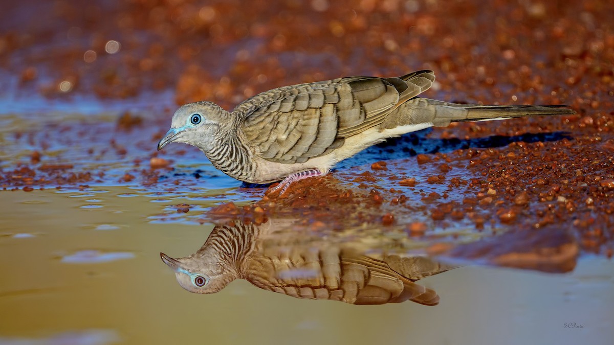 Peaceful Dove - ML645361410