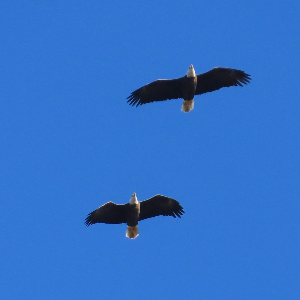 Bald Eagle - ML645361414