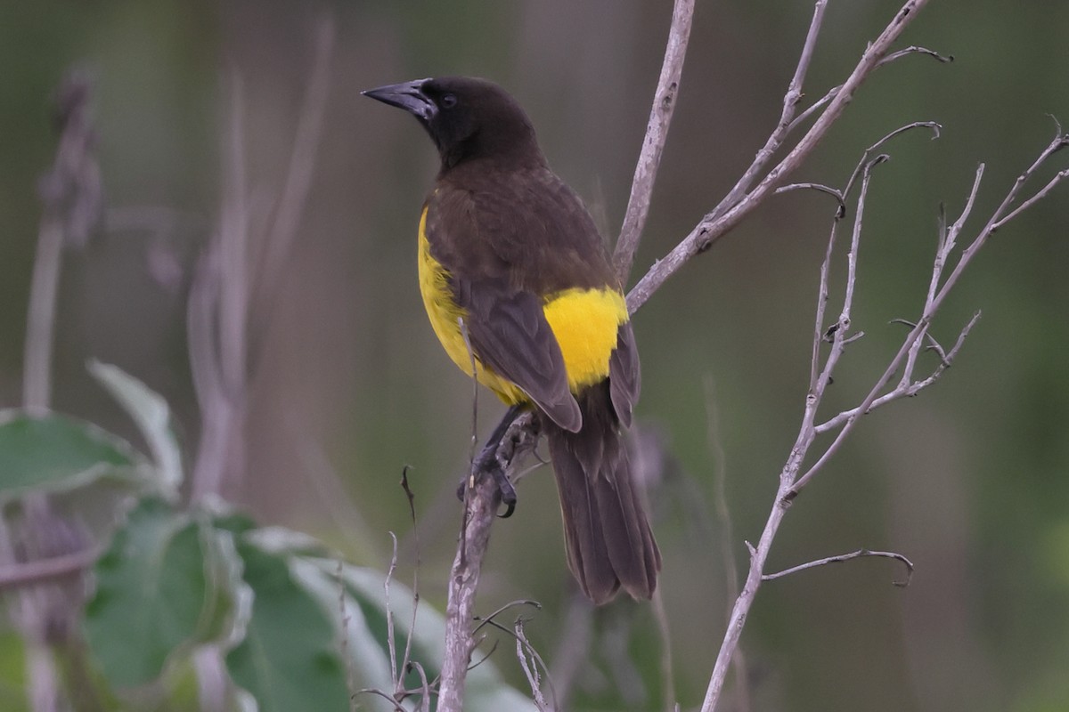 Мочарець жовтогузий - ML645361422