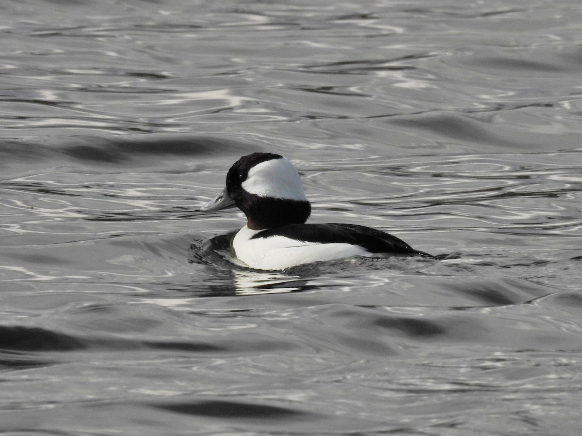 Bufflehead - ML645361427