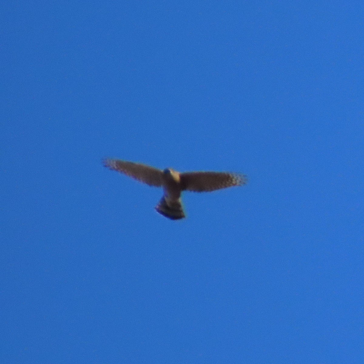Northern Harrier - ML645361428