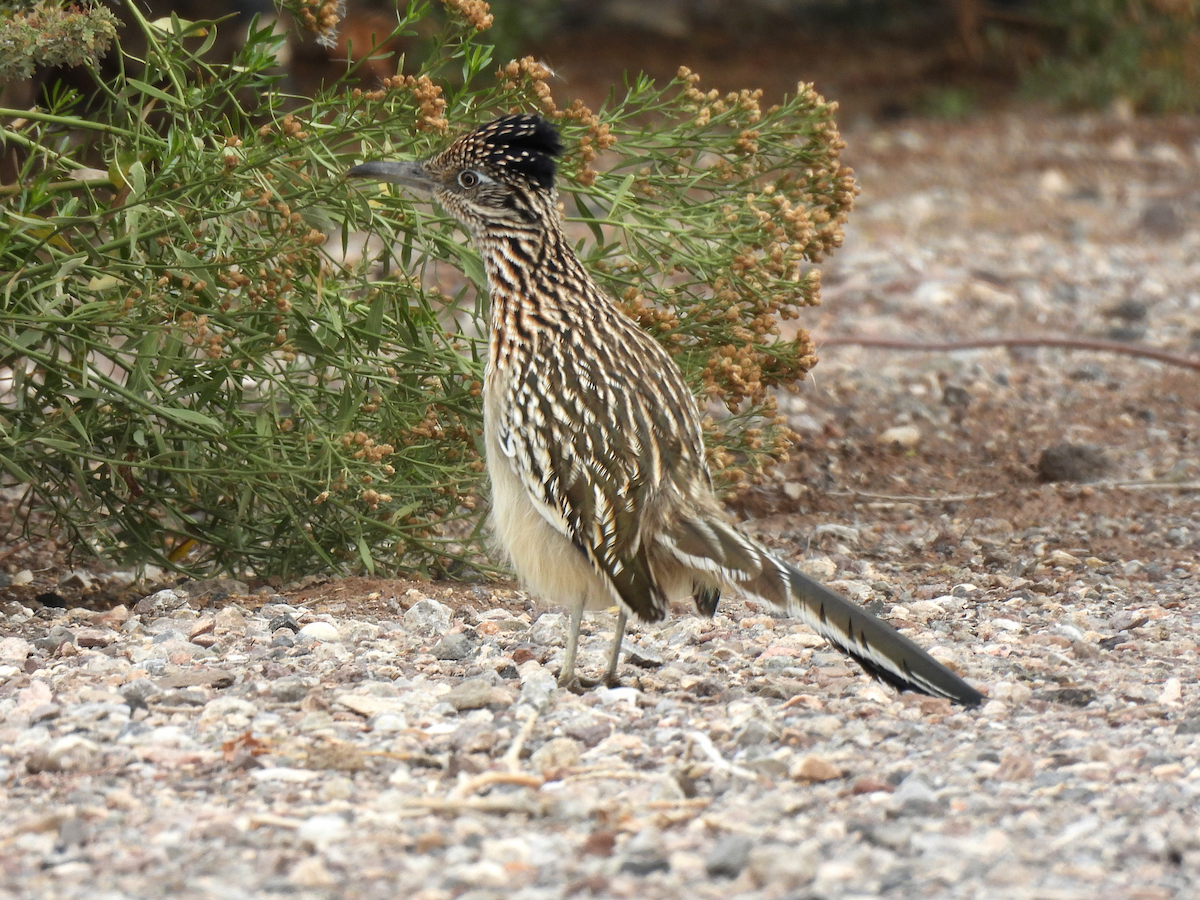 Greater Roadrunner - ML645361446