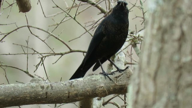 Rusty Blackbird - ML645361466