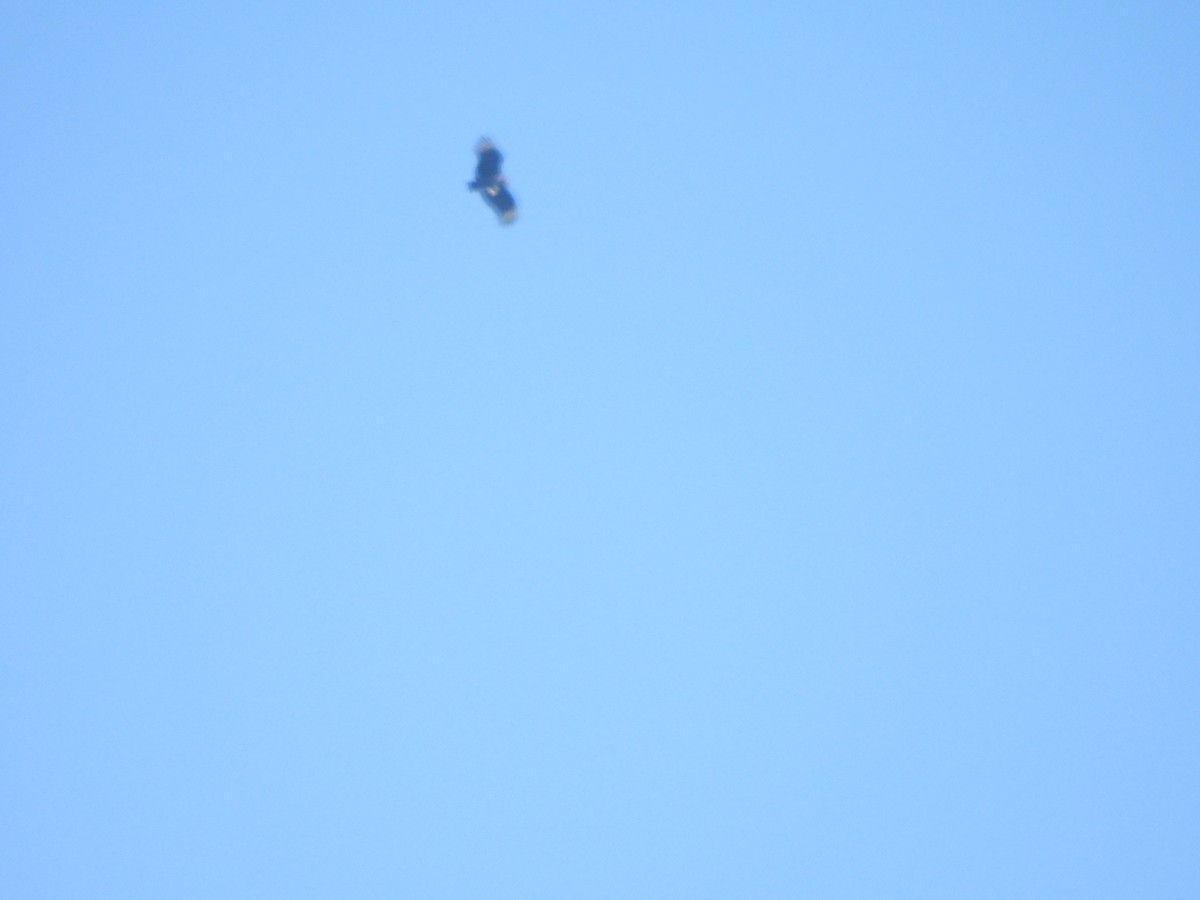 Катарта чорна - ML645361467