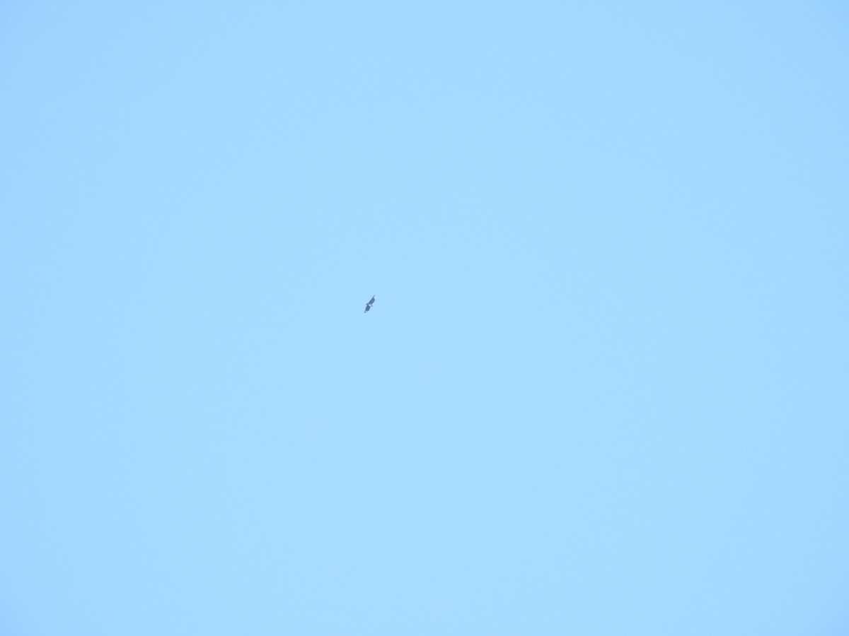 Катарта чорна - ML645361468