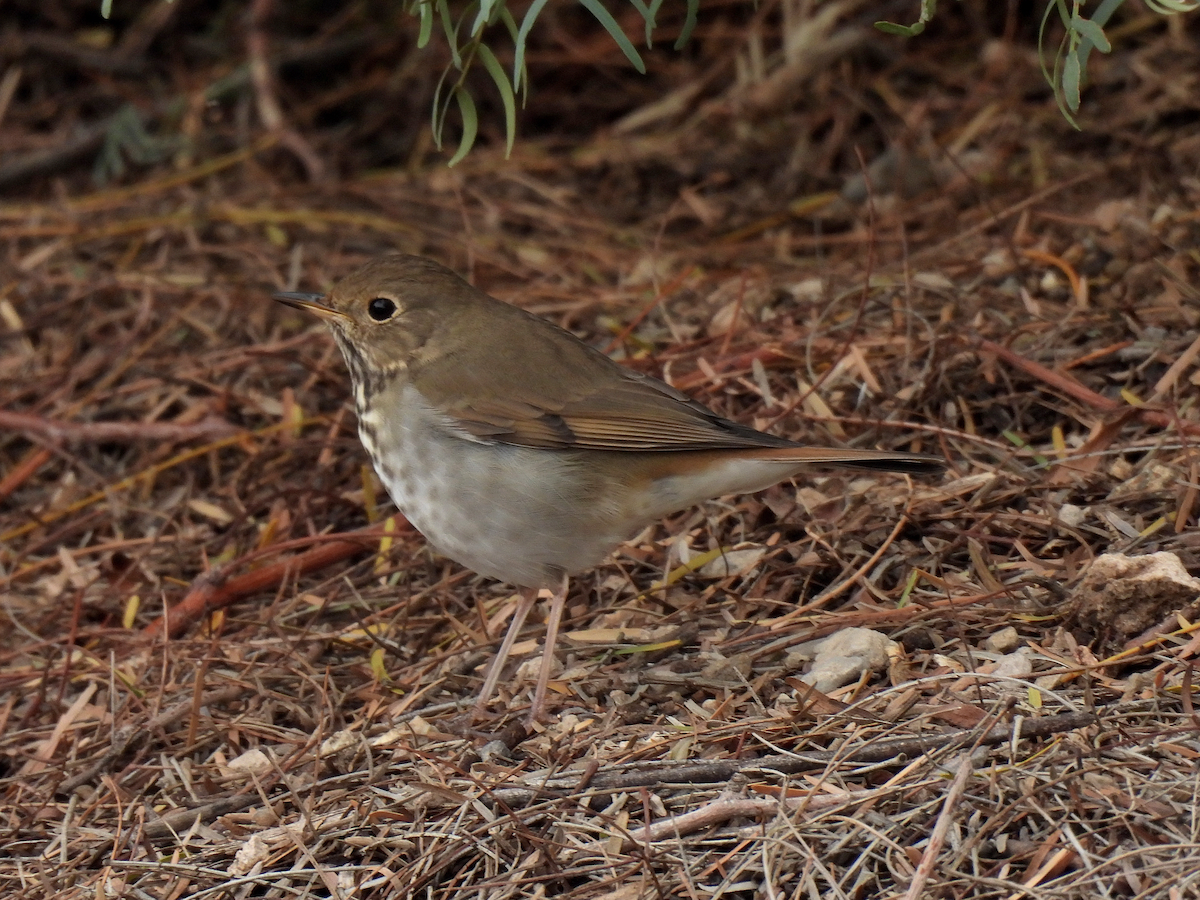 Hermit Thrush - ML645361479
