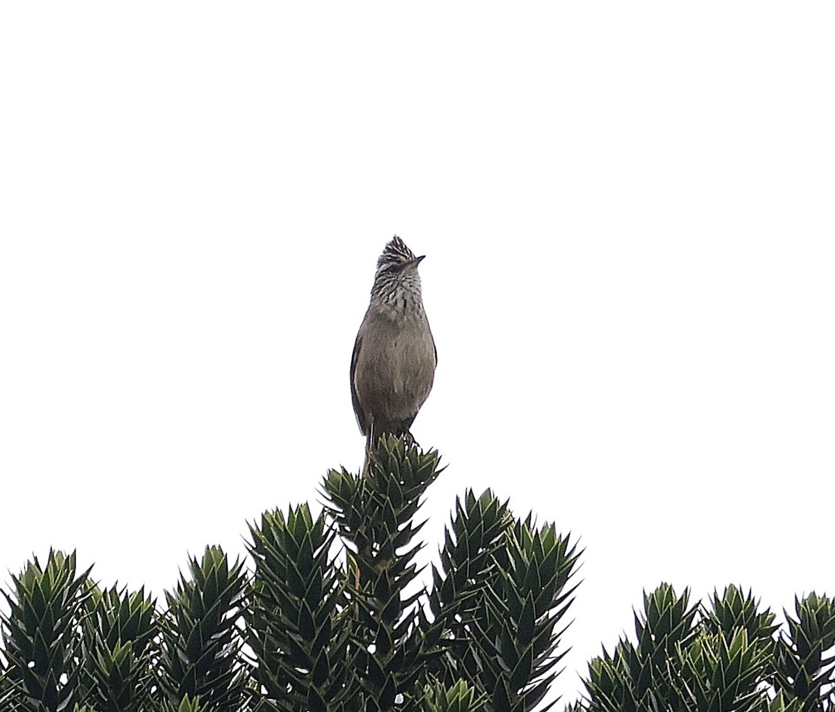 Araucaria Tit-Spinetail - ML645361494
