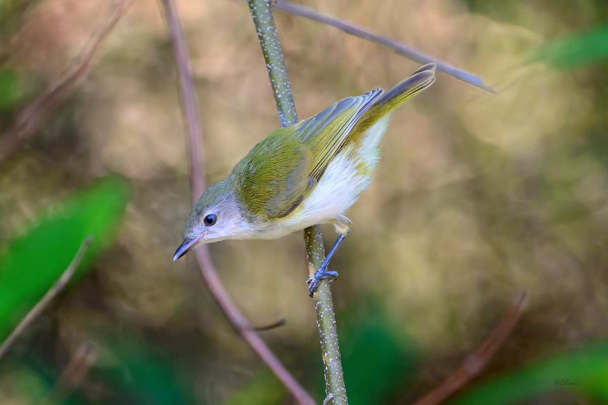 Green-backed Gerygone - ML645361499