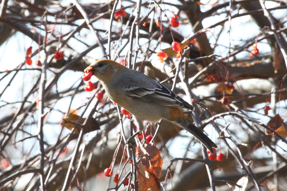 ギンザンマシコ - ML645361517