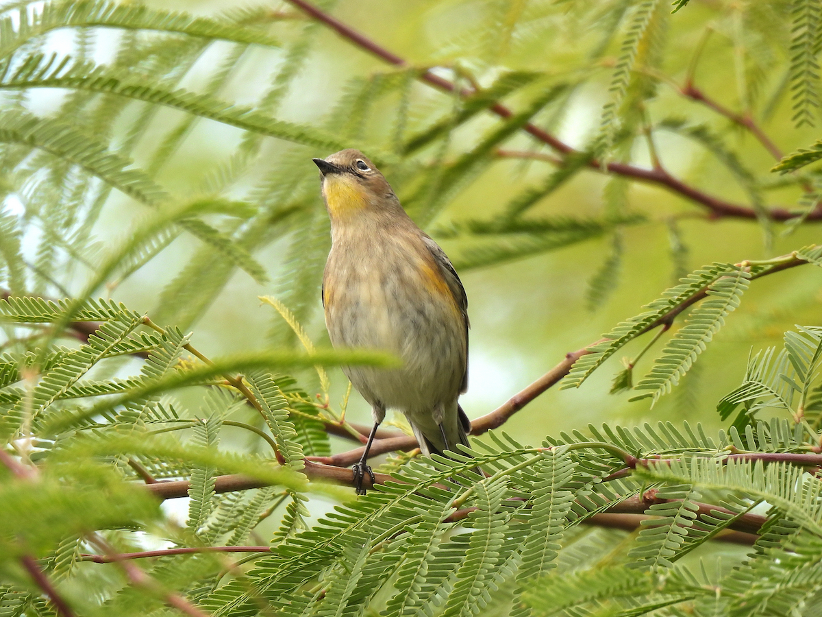 Yellow-rumped Warbler - ML645361519