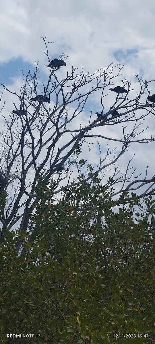 Катарта чорна - ML645361520