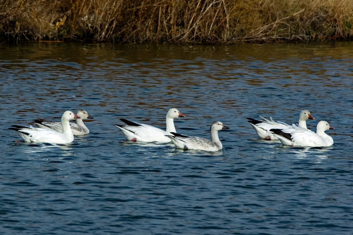 Гуска біла - ML645361523