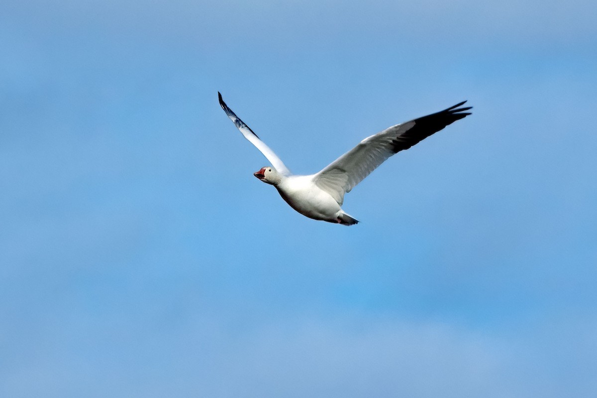 Гуска біла - ML645361524