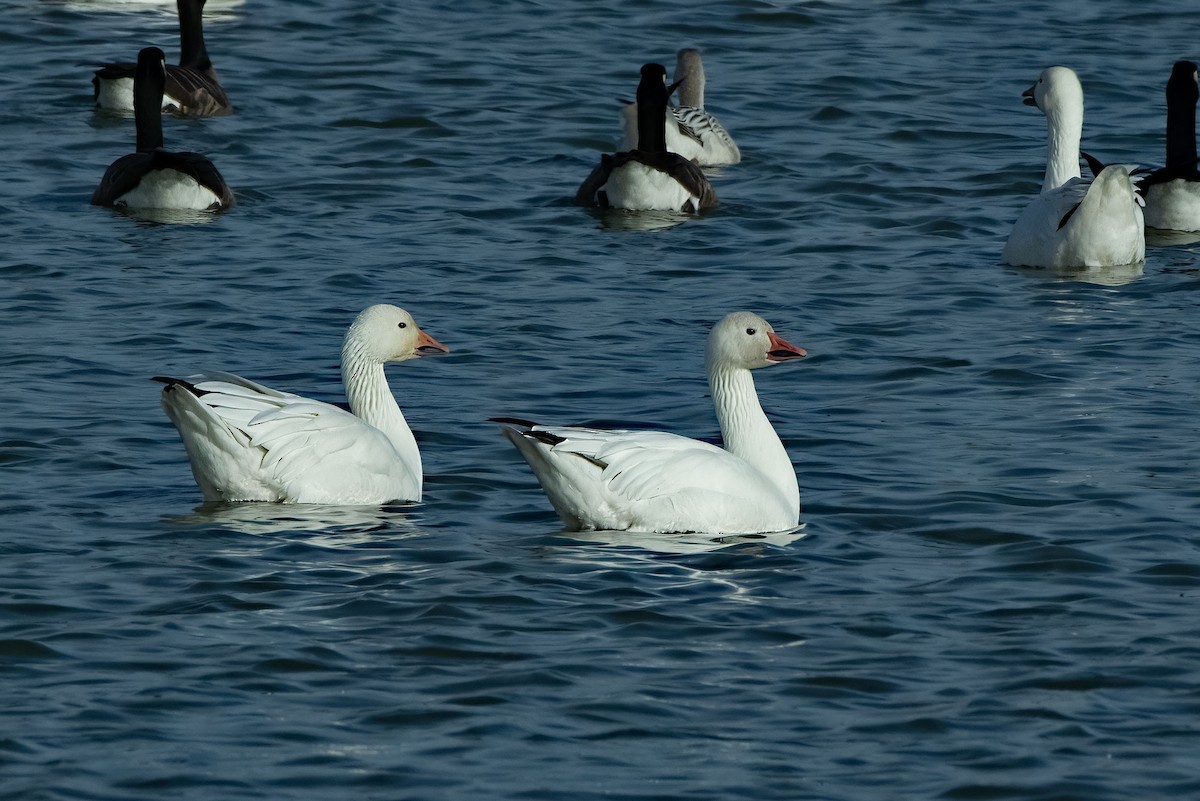 Гуска біла - ML645361525