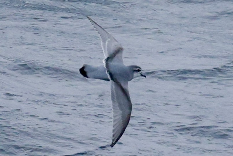 buřňák holubí - ML645361538