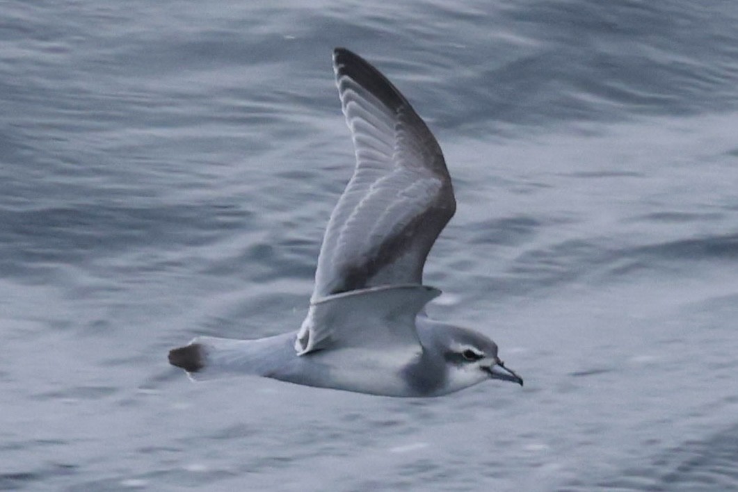 buřňák holubí - ML645361539