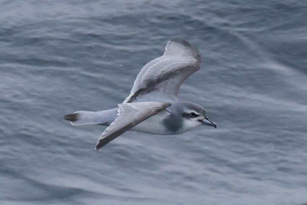 buřňák holubí - ML645361540