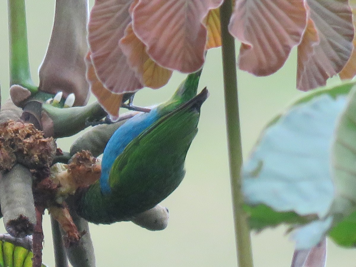 チャガシラフウキンチョウ - ML645361548