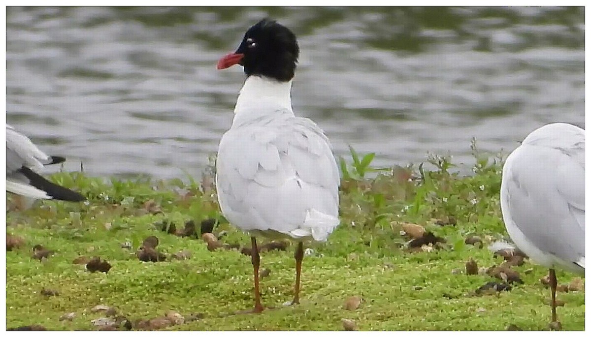 Mediterranean Gull - ML645361552