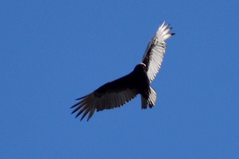 Urubu à tête rouge - ML645361560