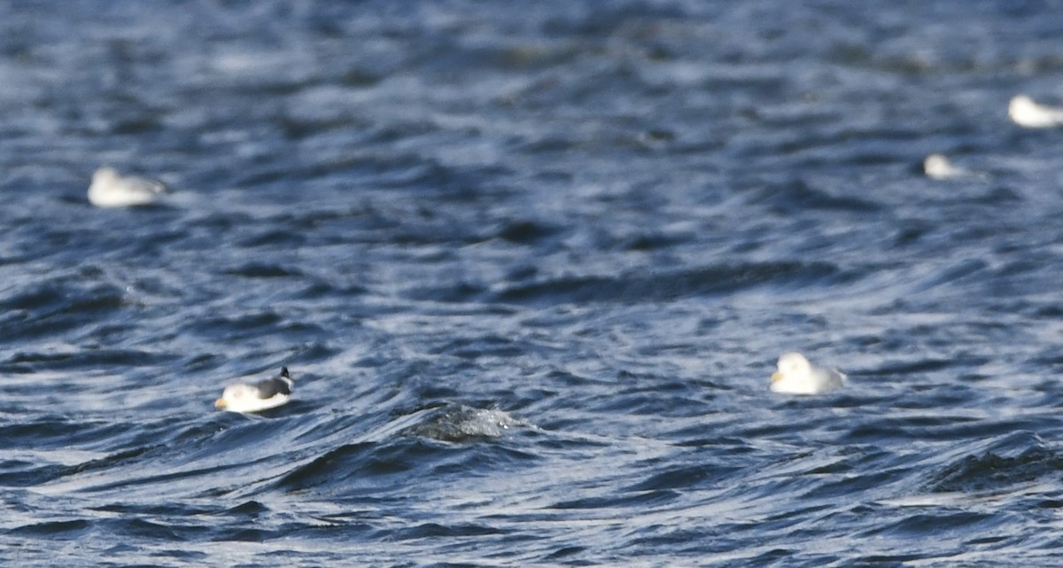 Lesser Black-backed Gull - ML645361561